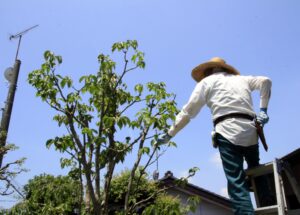 庭木の剪定はいつ依頼すべき？費用や業者選びのポイントを詳しく解説